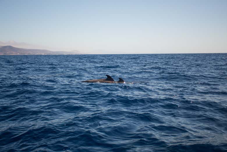 Delfines nadando en el litoral de Morro Jable