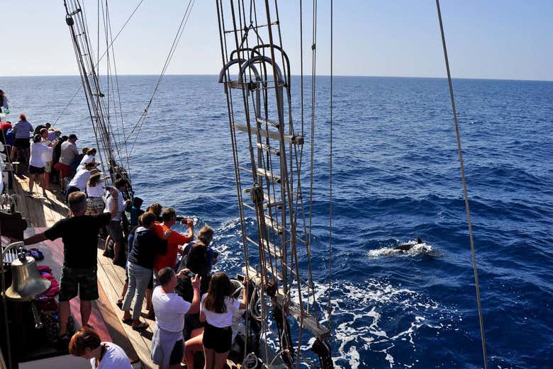 Spotting dolphins from the boat