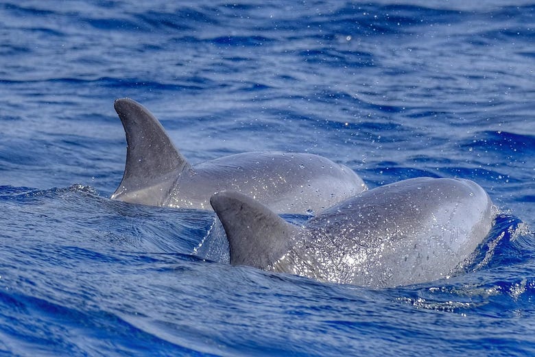 Delfines en las costas de Fuerteventura