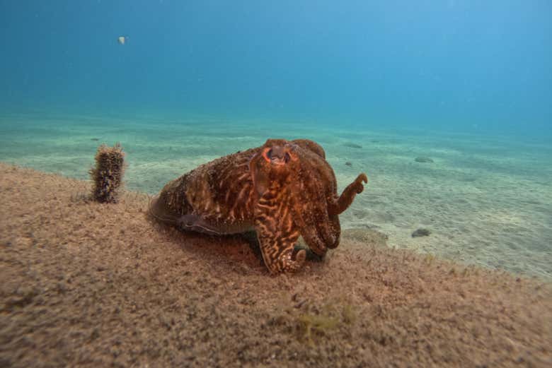 Fondos marinos del sur de Fuerteventura
