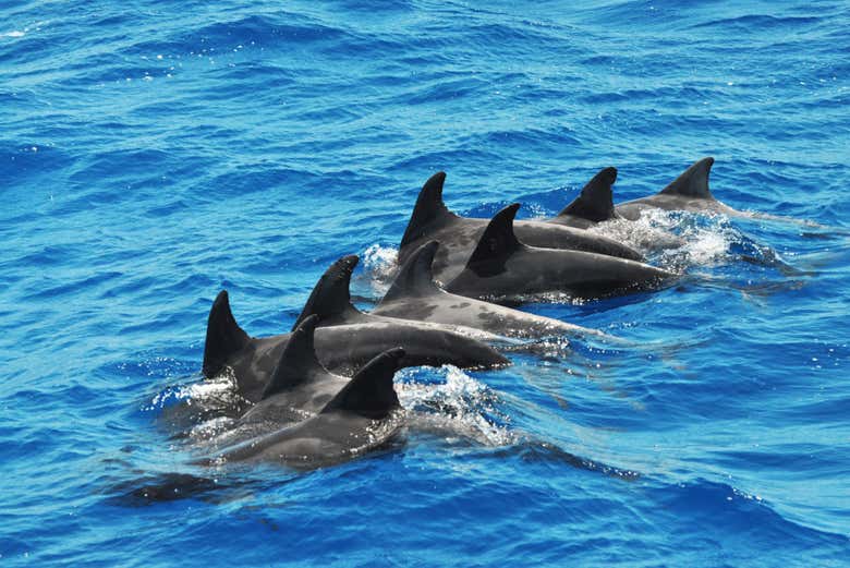 Numerosos delfines en las aguas de Fuerteventura