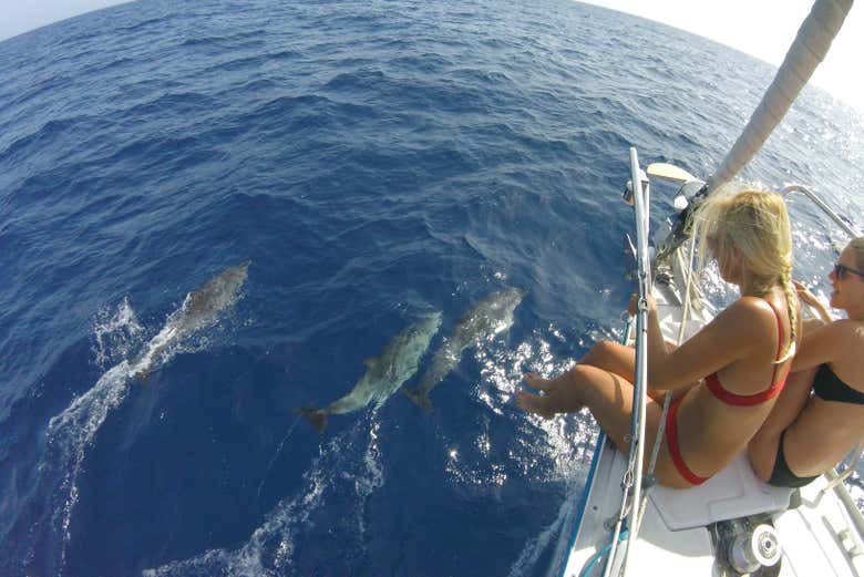 Disfrutando de los delfines