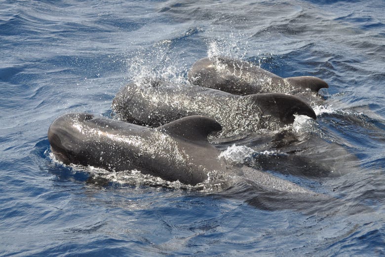Dolphins in Fuerteventura