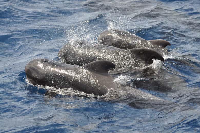 Dolphins in Fuerteventura