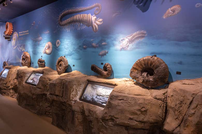 Fossili esposti nel Centro d'Interpretazione Geologica Nautilus