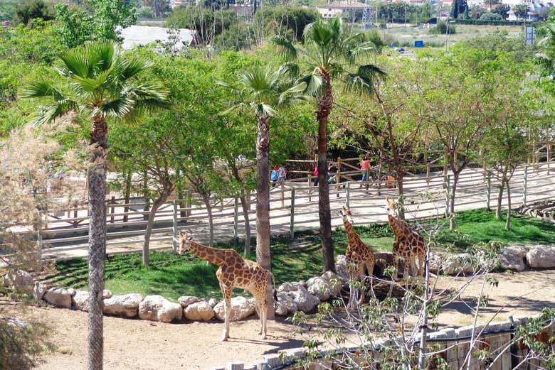 Giraffes in Terra Natura