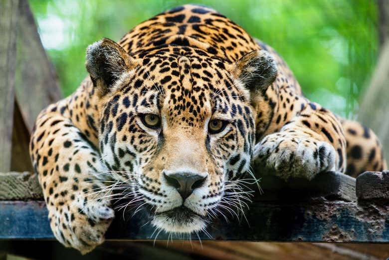 Leopard lookout at Terra Natura