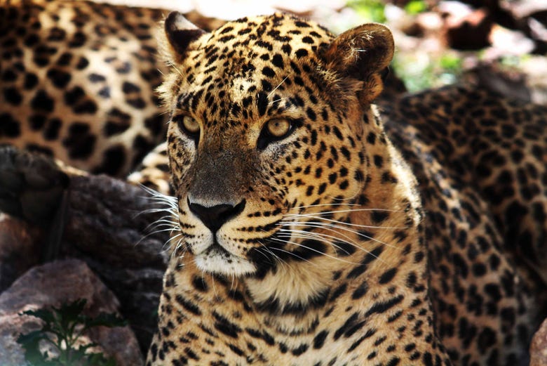 Leopardos no Terra Natura Múrcia
