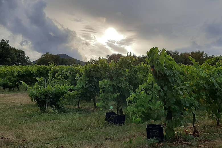 Balade dans les vignobles