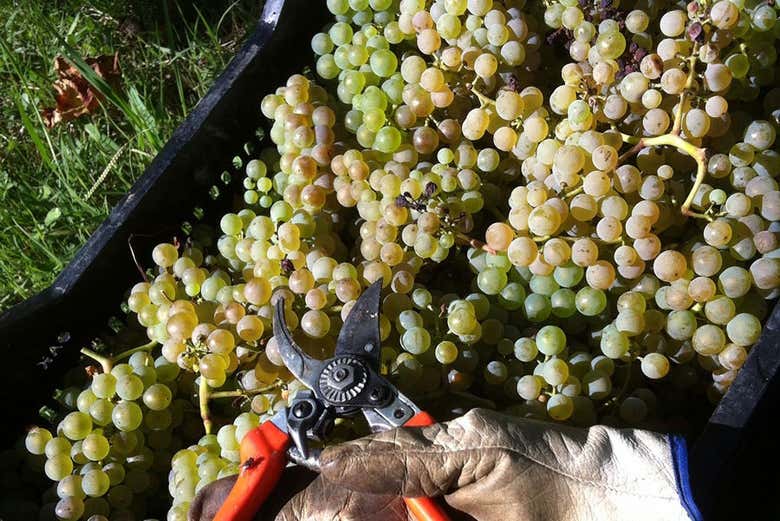 Raisins pour la production de txakoli