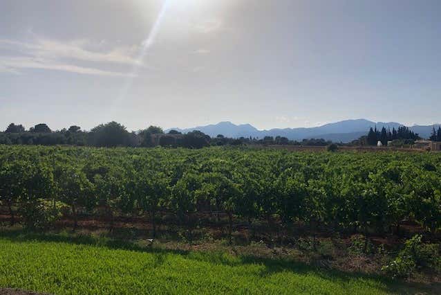 Explore the vineyard