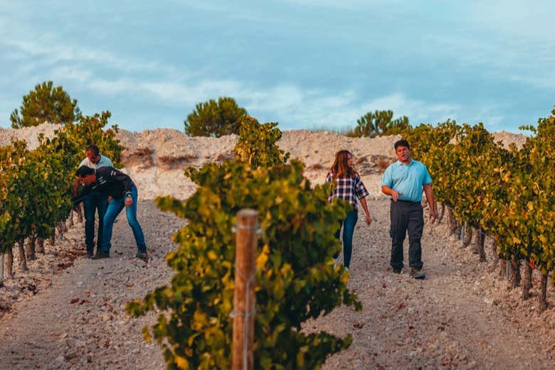 Viñedos de la bodega Monteabellón