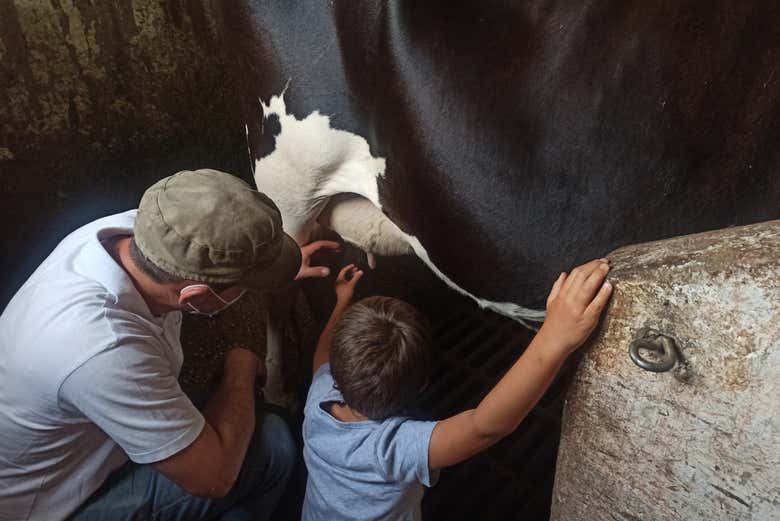 Un niño aprendiendo a ordeñar una vaca
