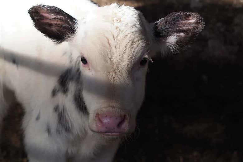 Un ternero en la granja de vacas lecheras
