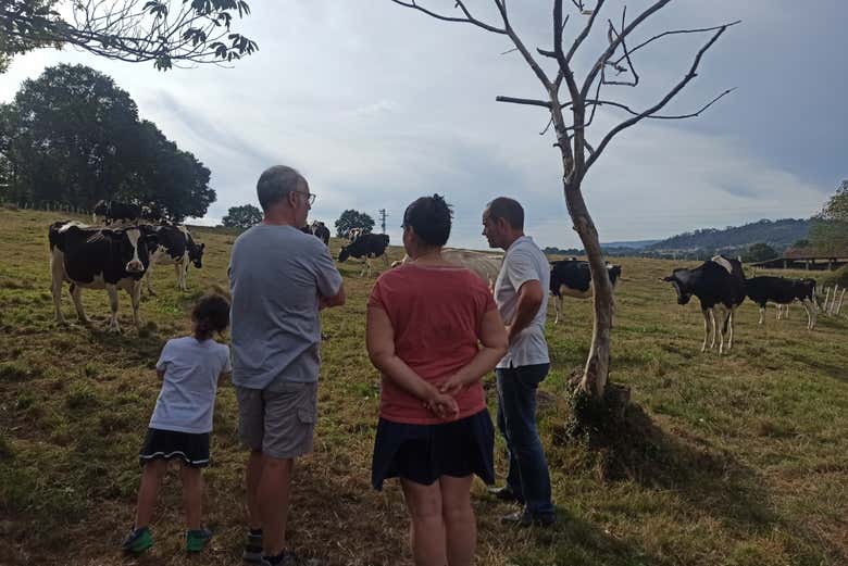 Viendo a las vacas lecheras de la granja