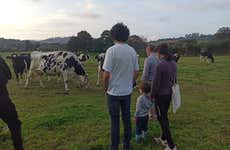 Visita a una granja de vacas lecheras