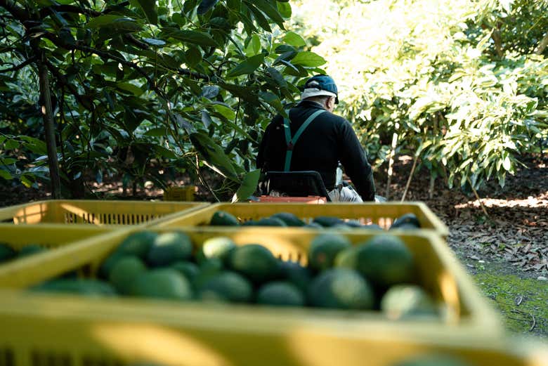 Touring the avocado farm