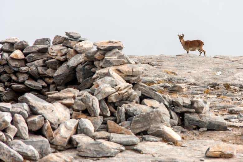 Una cabra montesa