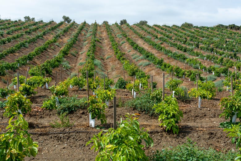 Plantación de mango en Vélez-Málaga