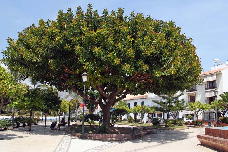 Plaza Cantarero