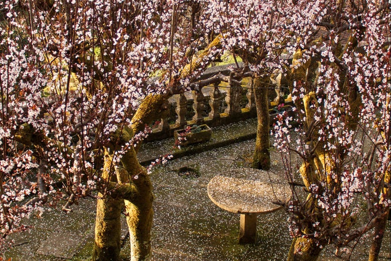 Almendros en flor en los jardines del pazo