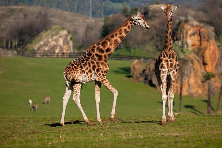 Jirafas en el Parque de Cabárceno