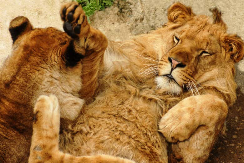 Leones de Cabárceno