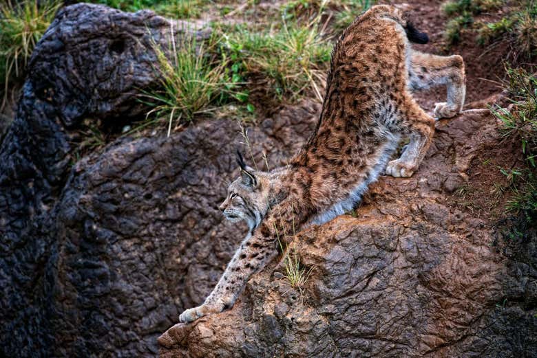 Contemplando a un lince