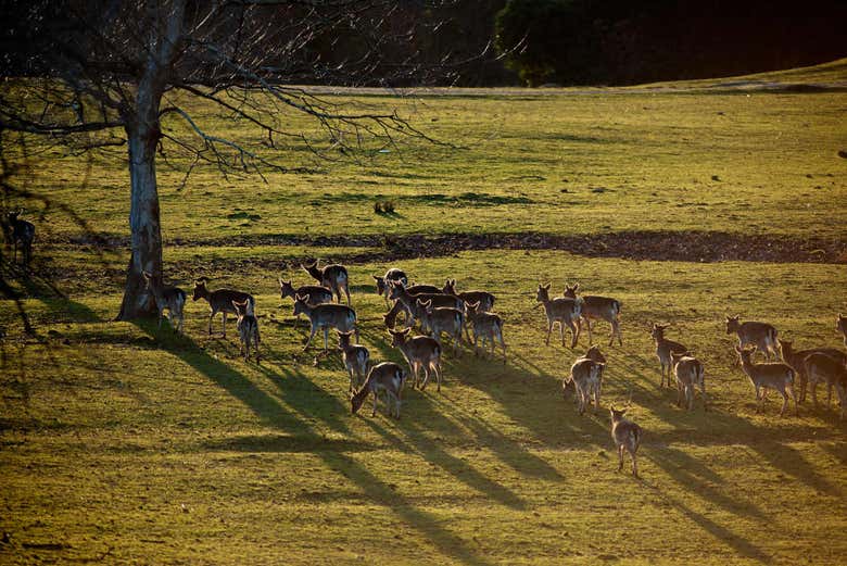Parque de la Naturaleza de Cabárceno
