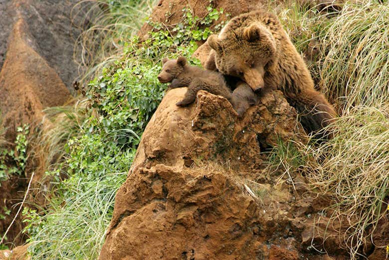 Osos del Parque de Cabárceno