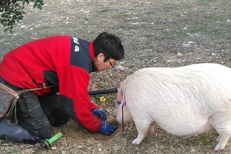 Un cochon à la recherche de truffes
