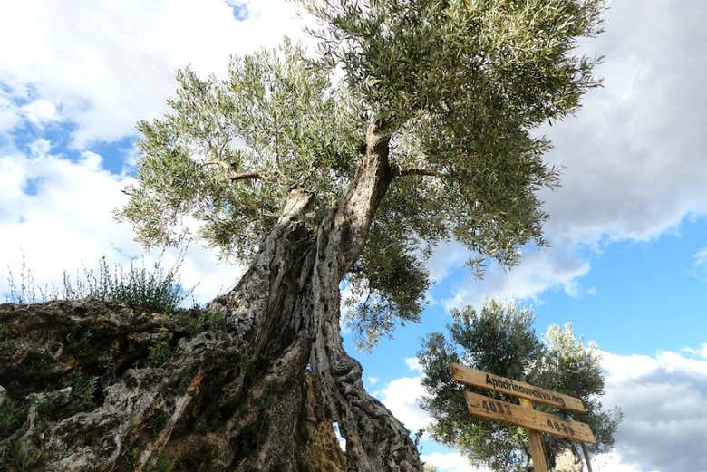 Visit a recovered olive grove