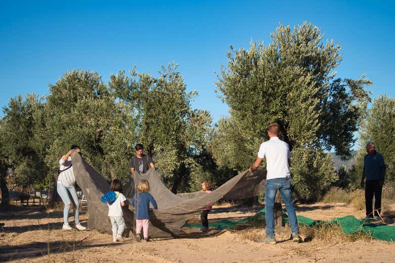 Learn the intricacies of running an olive grove