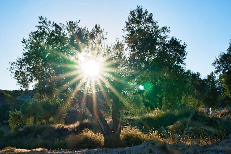 Visit an authentic olive grove in Oliete