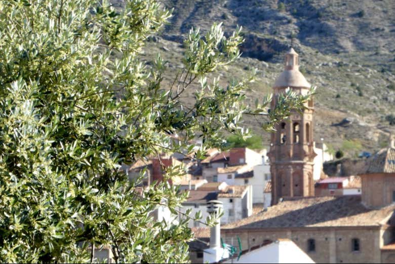 Visit an authentic olive grove in Oliete