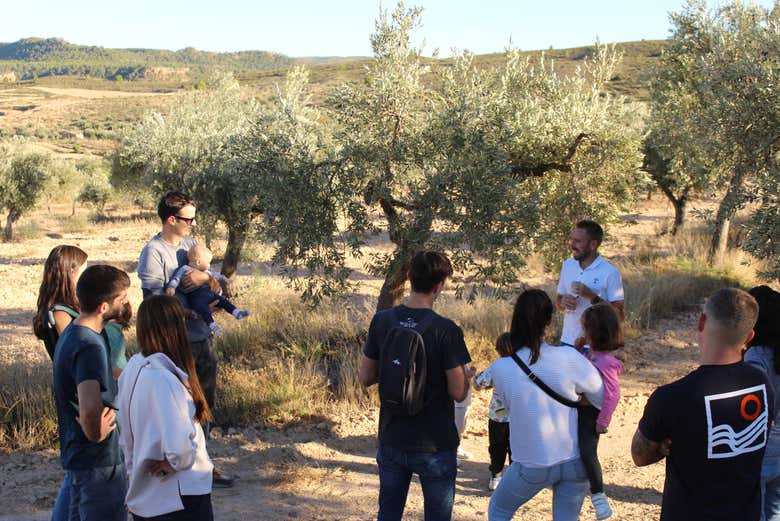 Gain insight into how olive oil gets extracted