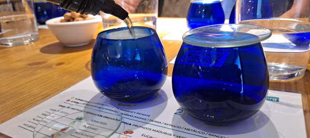 Olive Grove and Olive Mill Visit + Tasting