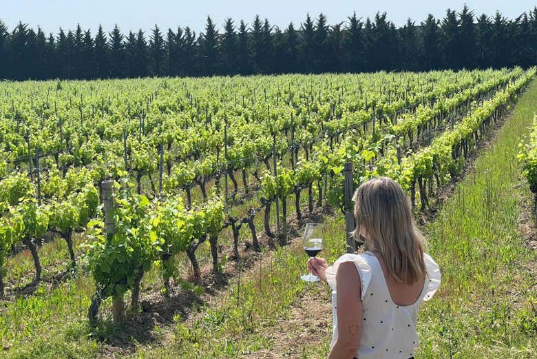 Stroll through the vineyards
