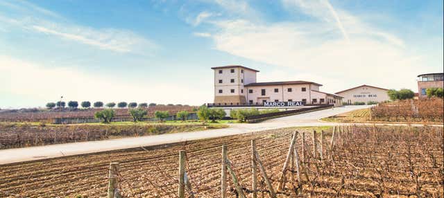 Visita a las bodegas Marco Real