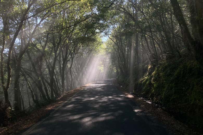 Tunnels végétaux, créés par la nature