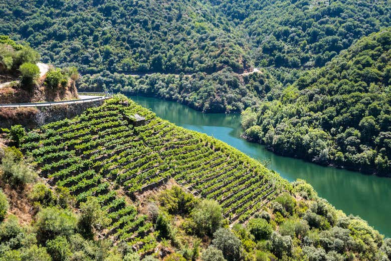 Vinhas em Ribeira Sacra