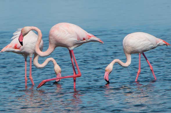 Excursión al Delta del Ebro + Paseo en catamarán