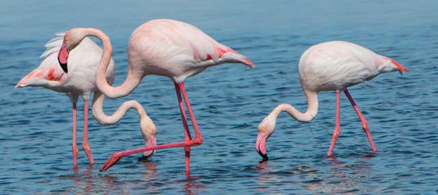 Excursión al Delta del Ebro + Paseo en catamarán