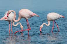 Delta del Ebro Day Trip & Boat Ride