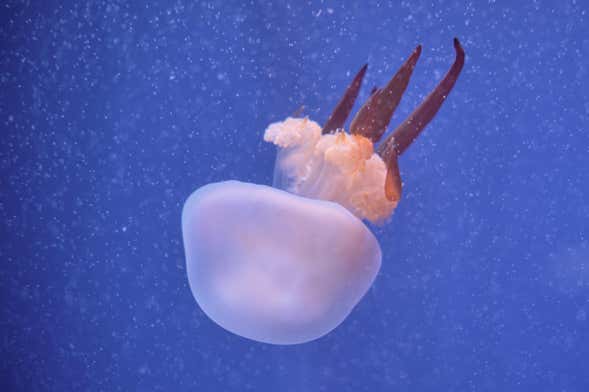 Valencia Oceanogràfic and Hemisfèric Guided Tour