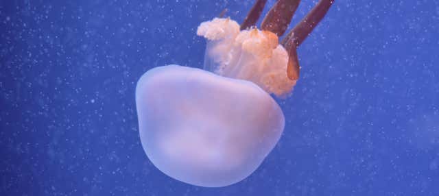 Excursión a Valencia + Oceanogràfic y Hemisfèric 