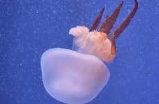 Valencia Oceanogràfic and Hemisfèric Guided Tour