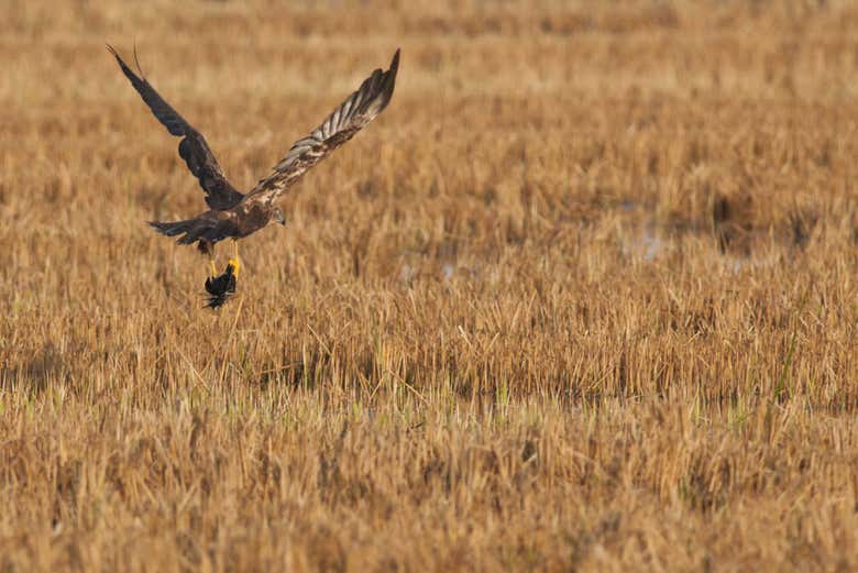Descubriendo la avifauna del Delta del Ebro