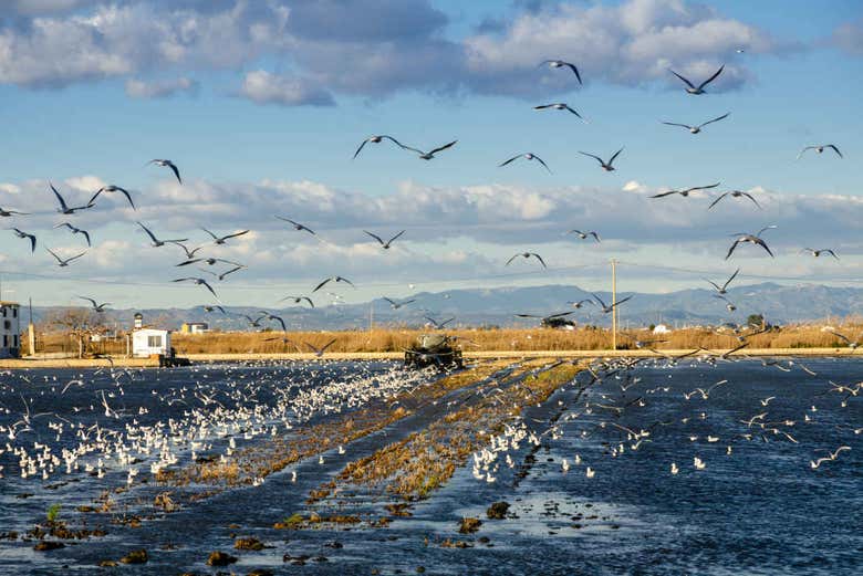 Paraíso natural de los humedales del Delta del Ebro