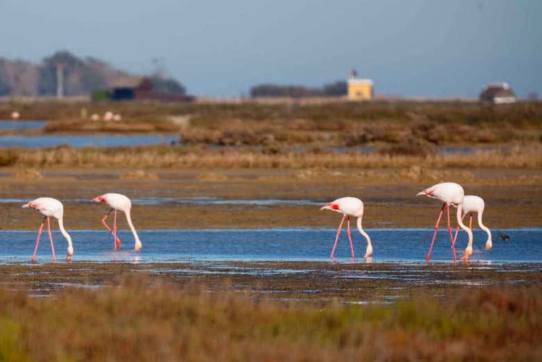 Flamencos de los humedales